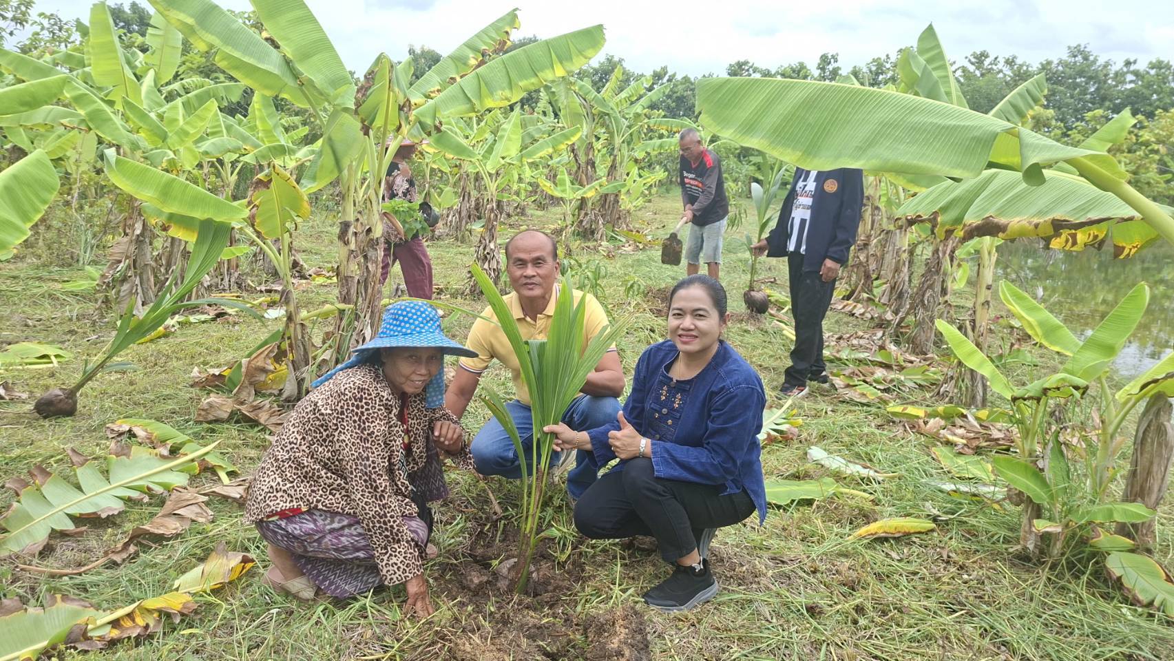 พช.บุรีรัมย์ - CDD MUEANG : GROWTH TEAM PLUS   MUEANG BURIRAM 📢 จังหวัดบุรีรัมย์ - พช.เมืองบุรีรัมย์ ร่วมกิจกรรมเอามื้อสามัคคีปลูกต้นไม้  ณ แปลงโคกหนองนา นายกิตติคุณ อาพรรัมย์